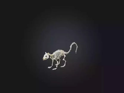 3D model Realistic Squirrel Skeleton Model VR / AR / low-poly
