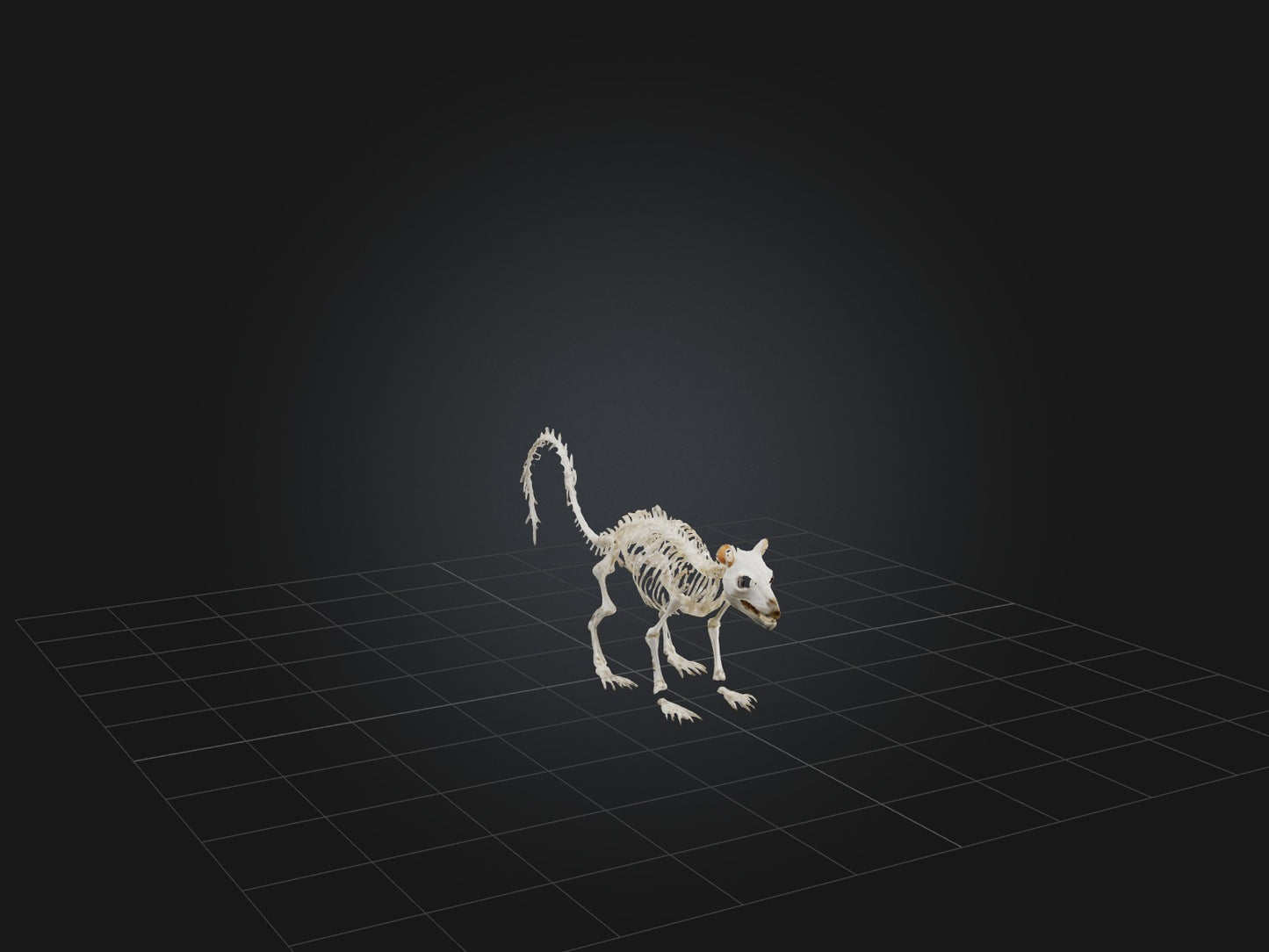 3D model Realistic Squirrel Skeleton Model VR / AR / low-poly