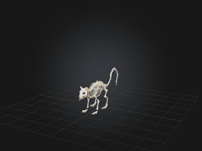 3D model Realistic Squirrel Skeleton Model VR / AR / low-poly
