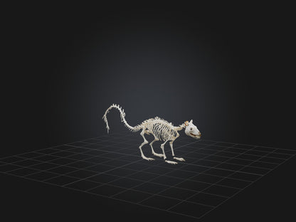 3D model Realistic Squirrel Skeleton Model VR / AR / low-poly