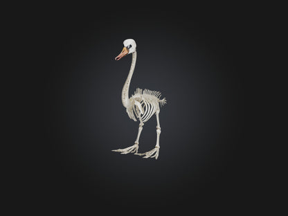 3D model Realistic Swan Skeleton Model VR / AR / low-poly