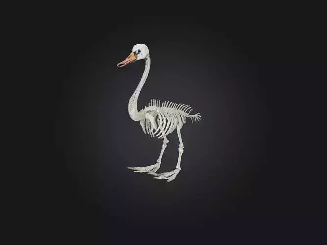 3D model Realistic Swan Skeleton Model VR / AR / low-poly