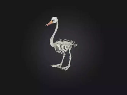 3D model Realistic Swan Skeleton Model VR / AR / low-poly