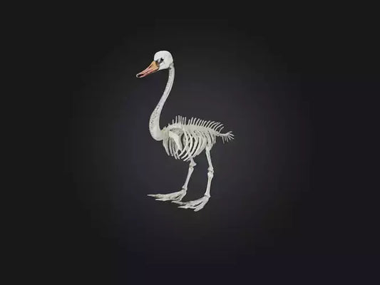 3D model Realistic Swan Skeleton Model VR / AR / low-poly