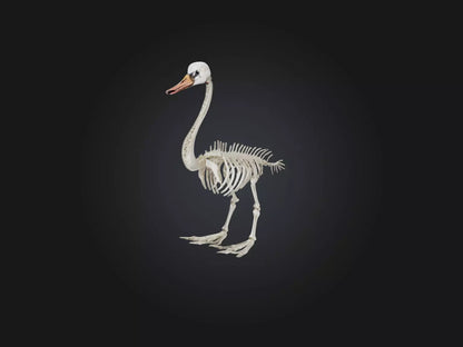 3D model Realistic Swan Skeleton Model VR / AR / low-poly