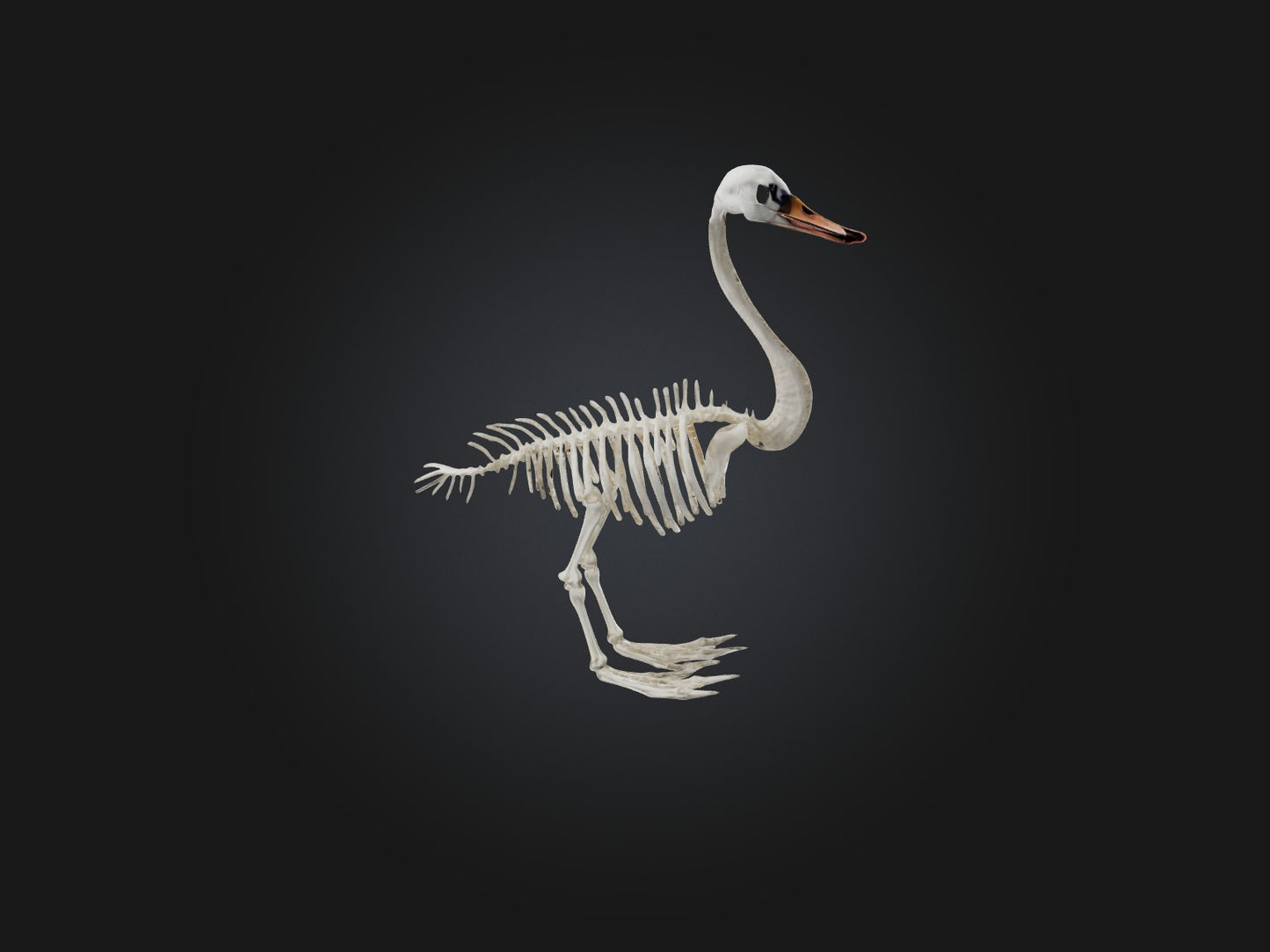 3D model Realistic Swan Skeleton Model VR / AR / low-poly