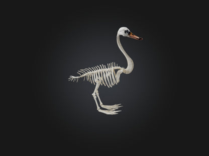 3D model Realistic Swan Skeleton Model VR / AR / low-poly