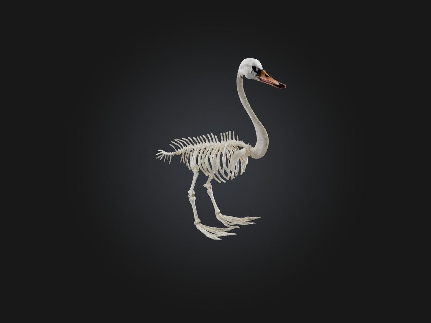 3D model Realistic Swan Skeleton Model VR / AR / low-poly