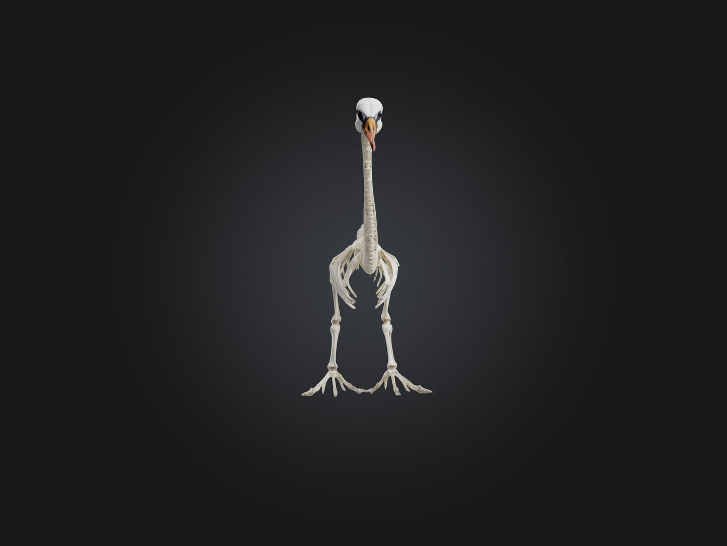 3D model Realistic Swan Skeleton Model VR / AR / low-poly