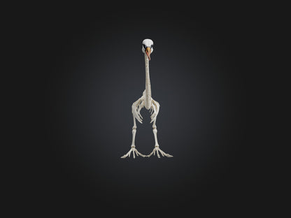 3D model Realistic Swan Skeleton Model VR / AR / low-poly