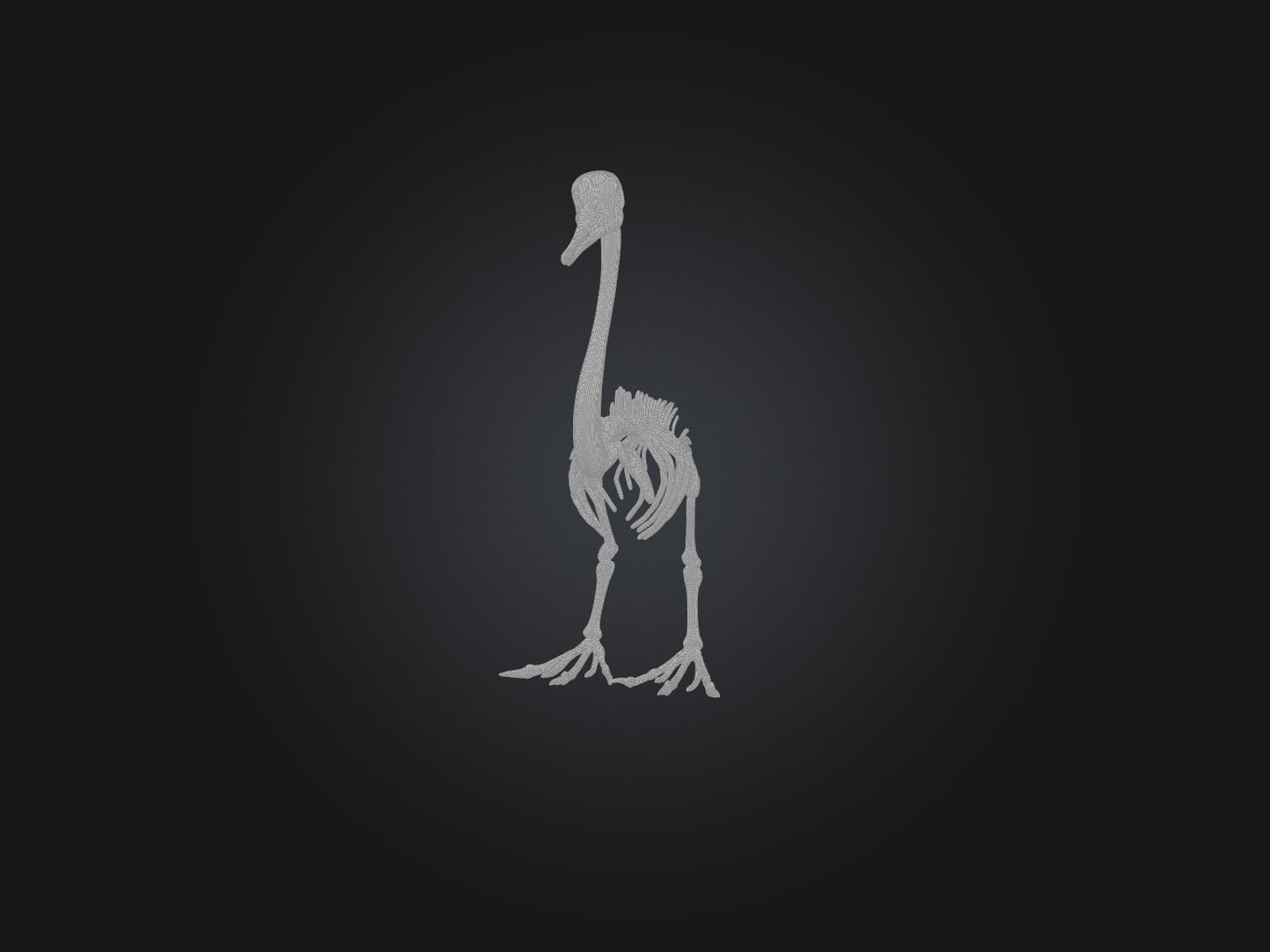 3D model Realistic Swan Skeleton Model VR / AR / low-poly