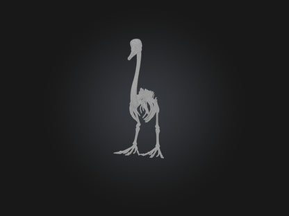 3D model Realistic Swan Skeleton Model VR / AR / low-poly