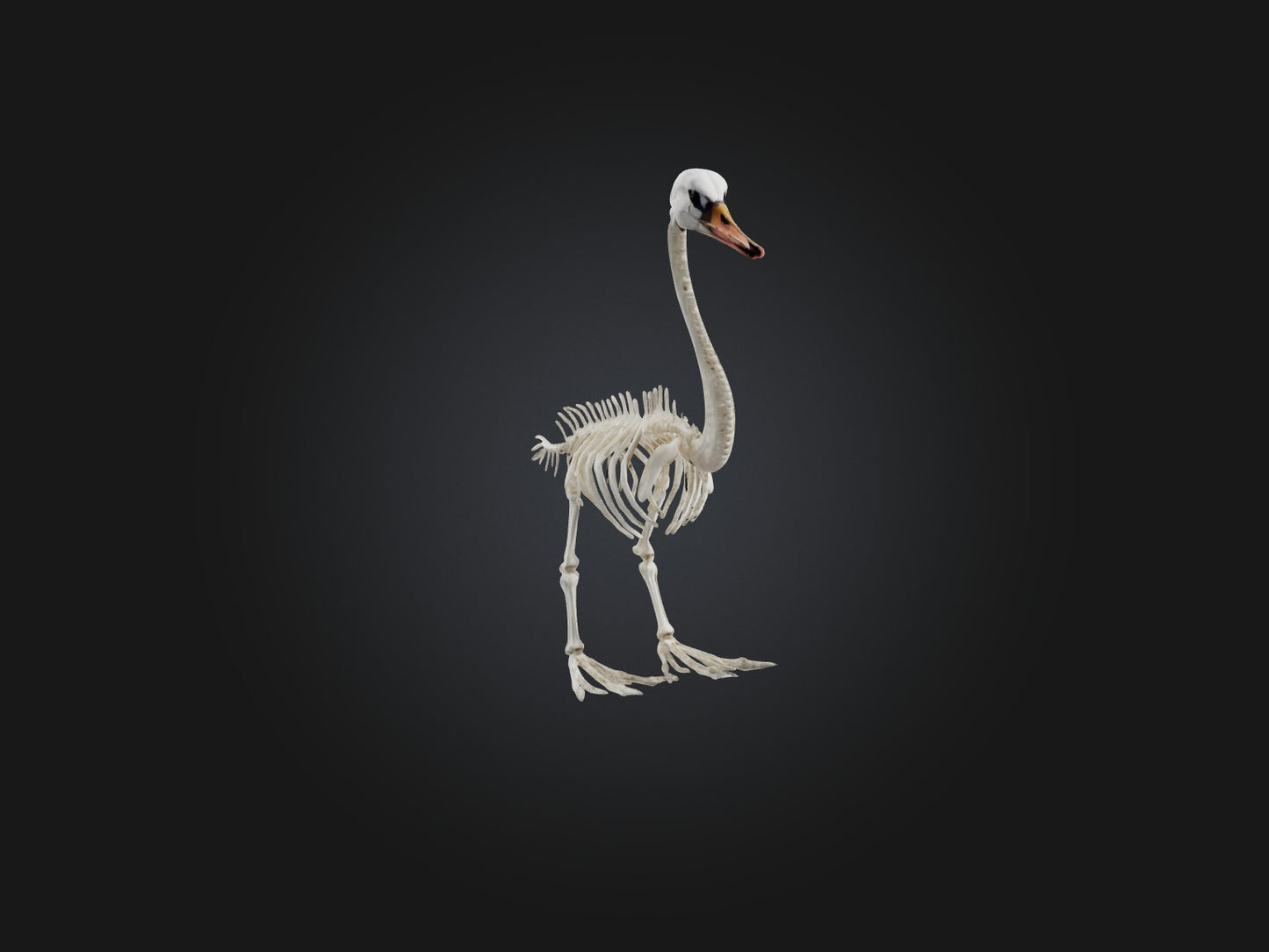 3D model Realistic Swan Skeleton Model VR / AR / low-poly