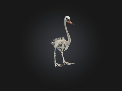 3D model Realistic Swan Skeleton Model VR / AR / low-poly