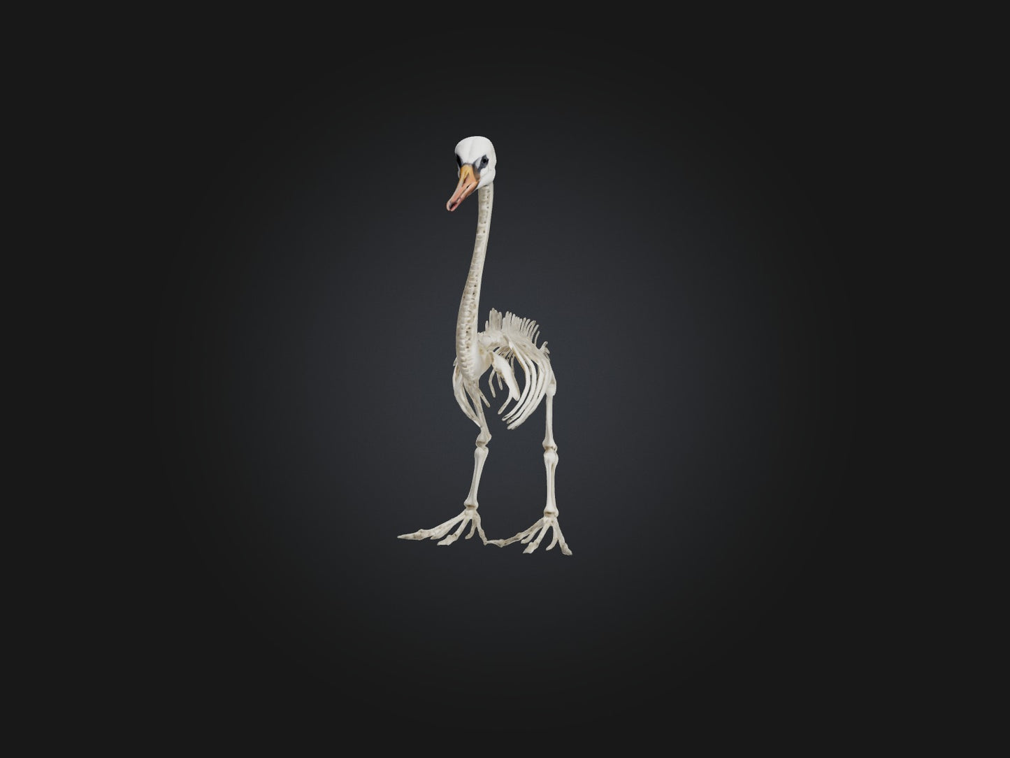 3D model Realistic Swan Skeleton Model VR / AR / low-poly
