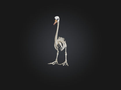 3D model Realistic Swan Skeleton Model VR / AR / low-poly