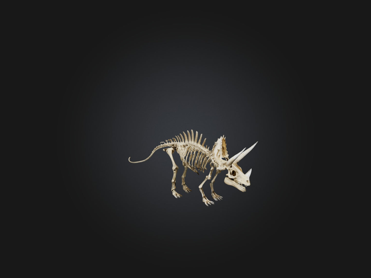 3D model Realistic Triceratops Skeleton Model VR / AR / low-poly