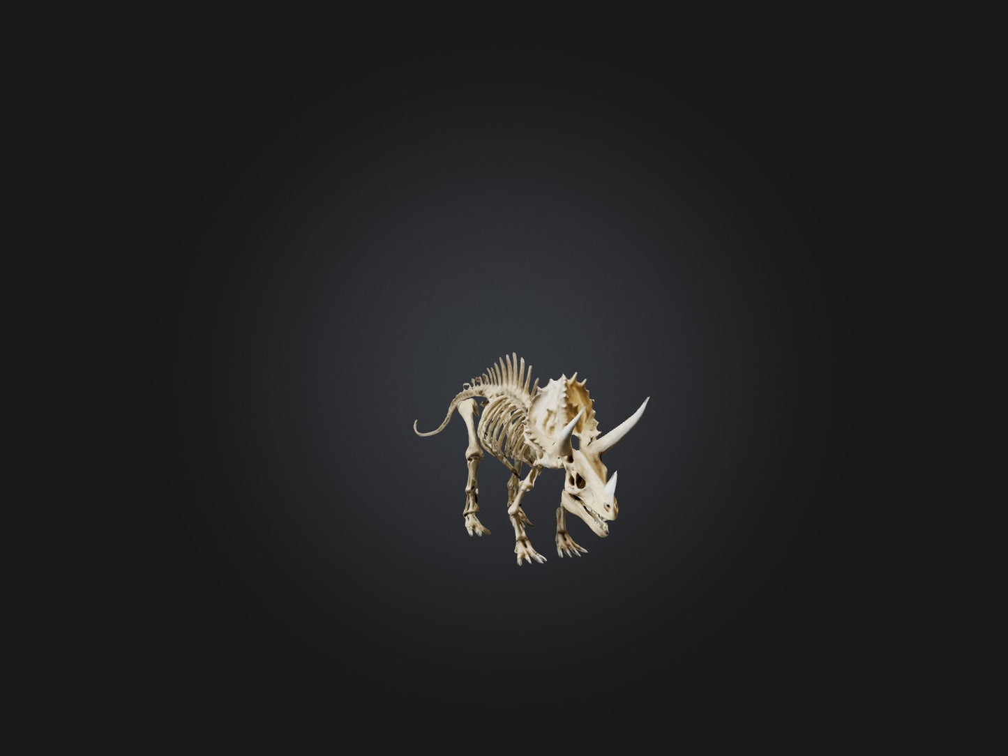 3D model Realistic Triceratops Skeleton Model VR / AR / low-poly