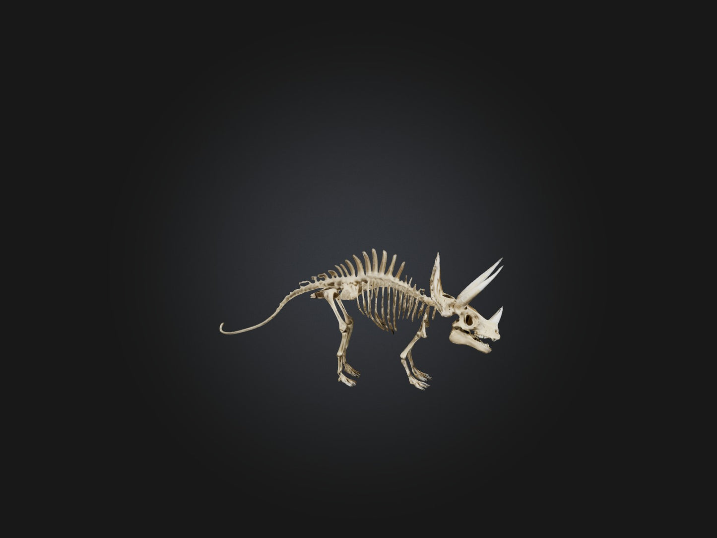 3D model Realistic Triceratops Skeleton Model VR / AR / low-poly