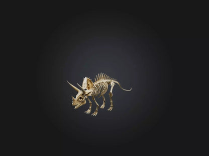 3D model Realistic Triceratops Skeleton Model VR / AR / low-poly