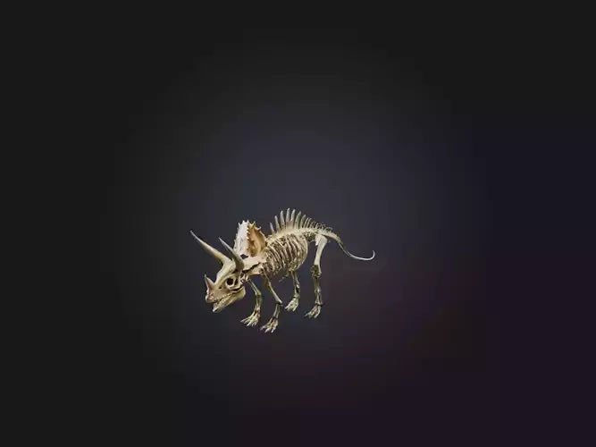 3D model Realistic Triceratops Skeleton Model VR / AR / low-poly