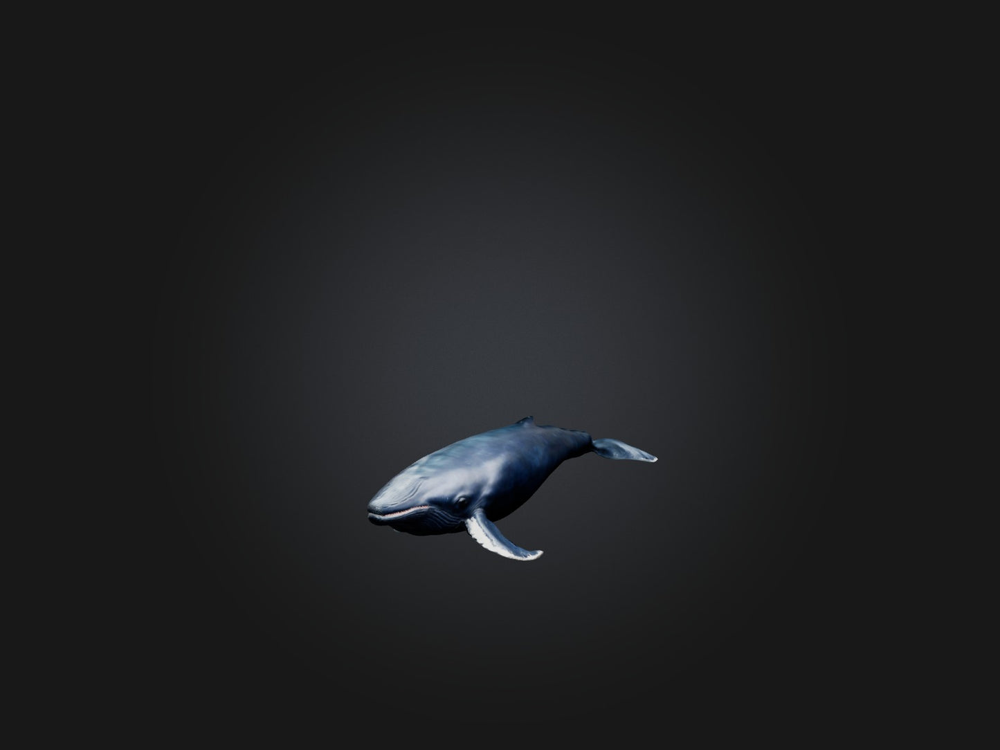 3D model Realistic Whale Model VR / AR / low-poly