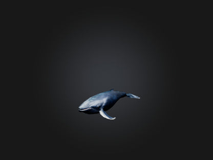 3D model Realistic Whale Model VR / AR / low-poly