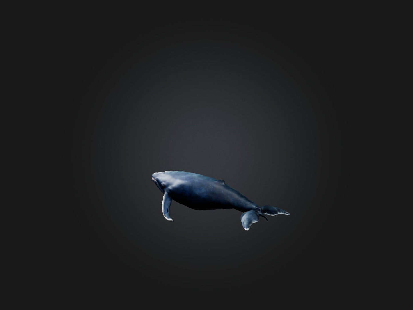 3D model Realistic Whale Model VR / AR / low-poly