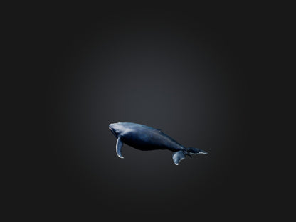 3D model Realistic Whale Model VR / AR / low-poly