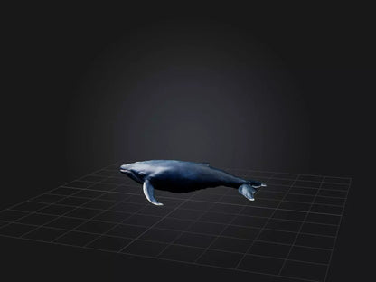 3D model Realistic Whale Model VR / AR / low-poly