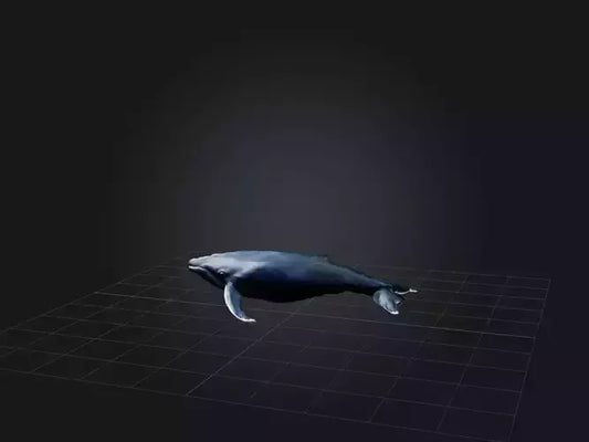 3D model Realistic Whale Model VR / AR / low-poly