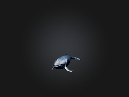 3D model Realistic Whale Model VR / AR / low-poly
