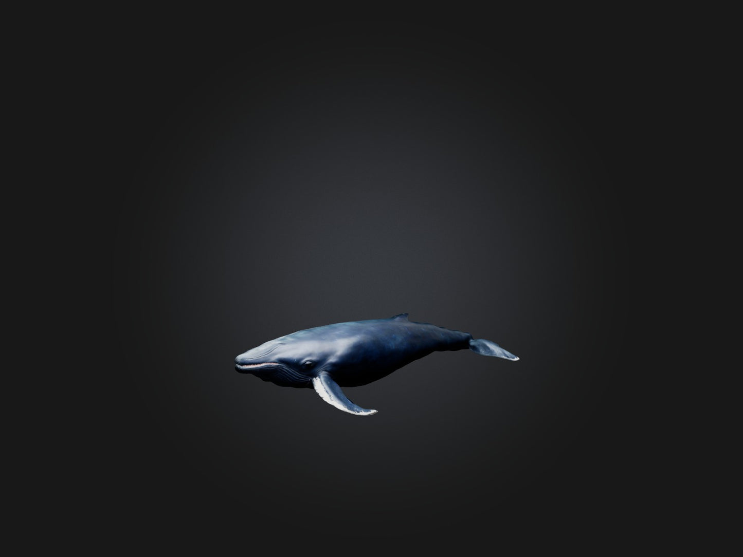 3D model Realistic Whale Model VR / AR / low-poly