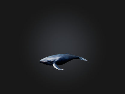 3D model Realistic Whale Model VR / AR / low-poly