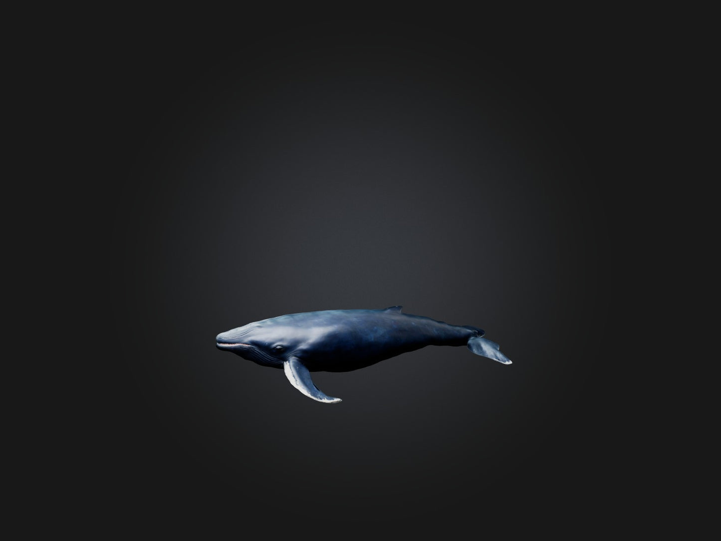 3D model Realistic Whale Model VR / AR / low-poly