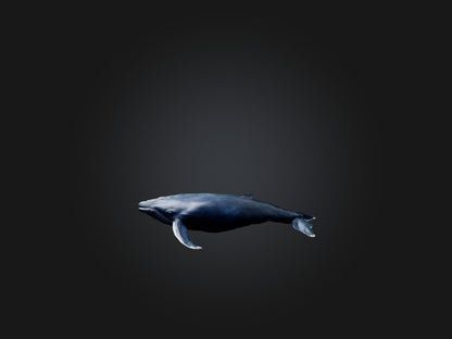 3D model Realistic Whale Model VR / AR / low-poly