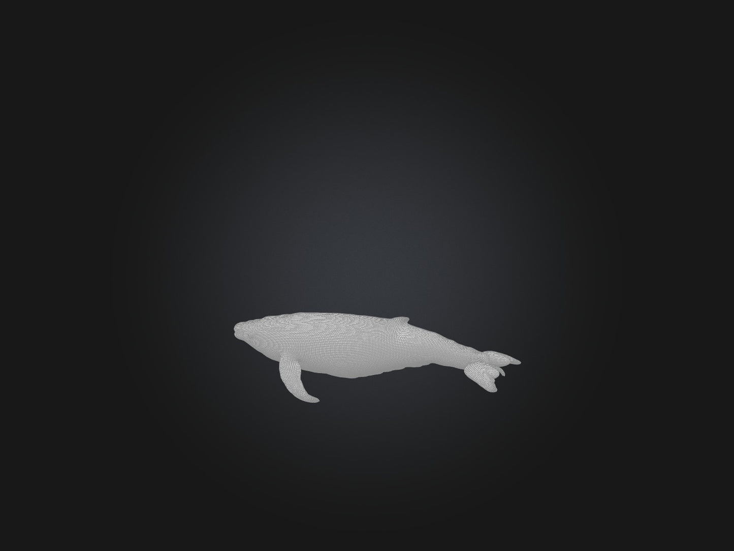 3D model Realistic Whale Model VR / AR / low-poly