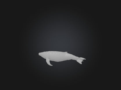 3D model Realistic Whale Model VR / AR / low-poly