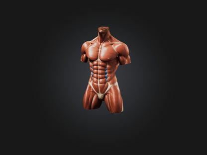Rectus Abdominis Muscle Mode 3D model