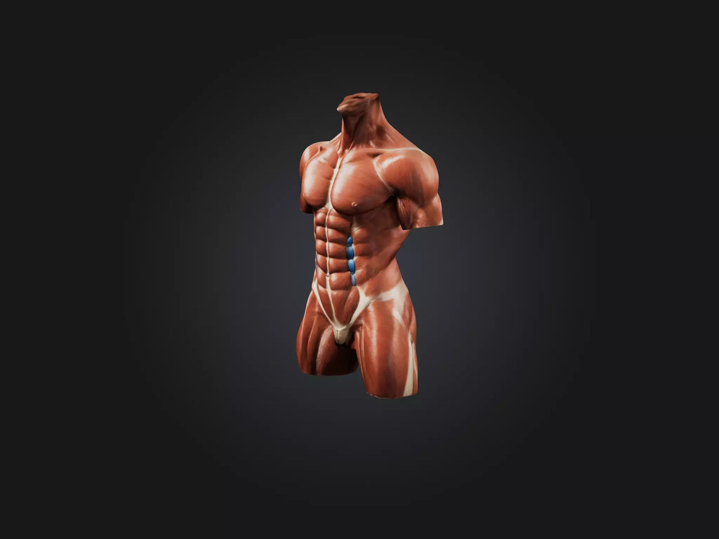 Rectus Abdominis Muscle Mode 3D model