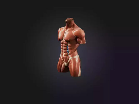 Rectus Abdominis Muscle Mode 3D model