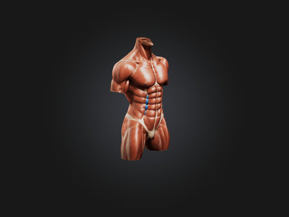 Rectus Abdominis Muscle Mode 3D model