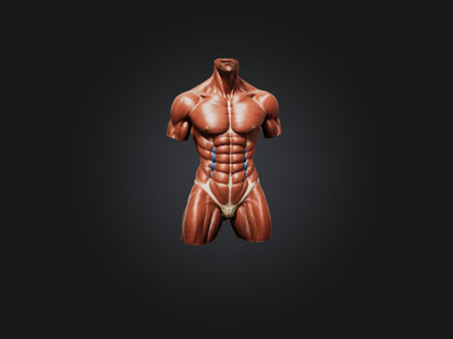 Rectus Abdominis Muscle Mode 3D model