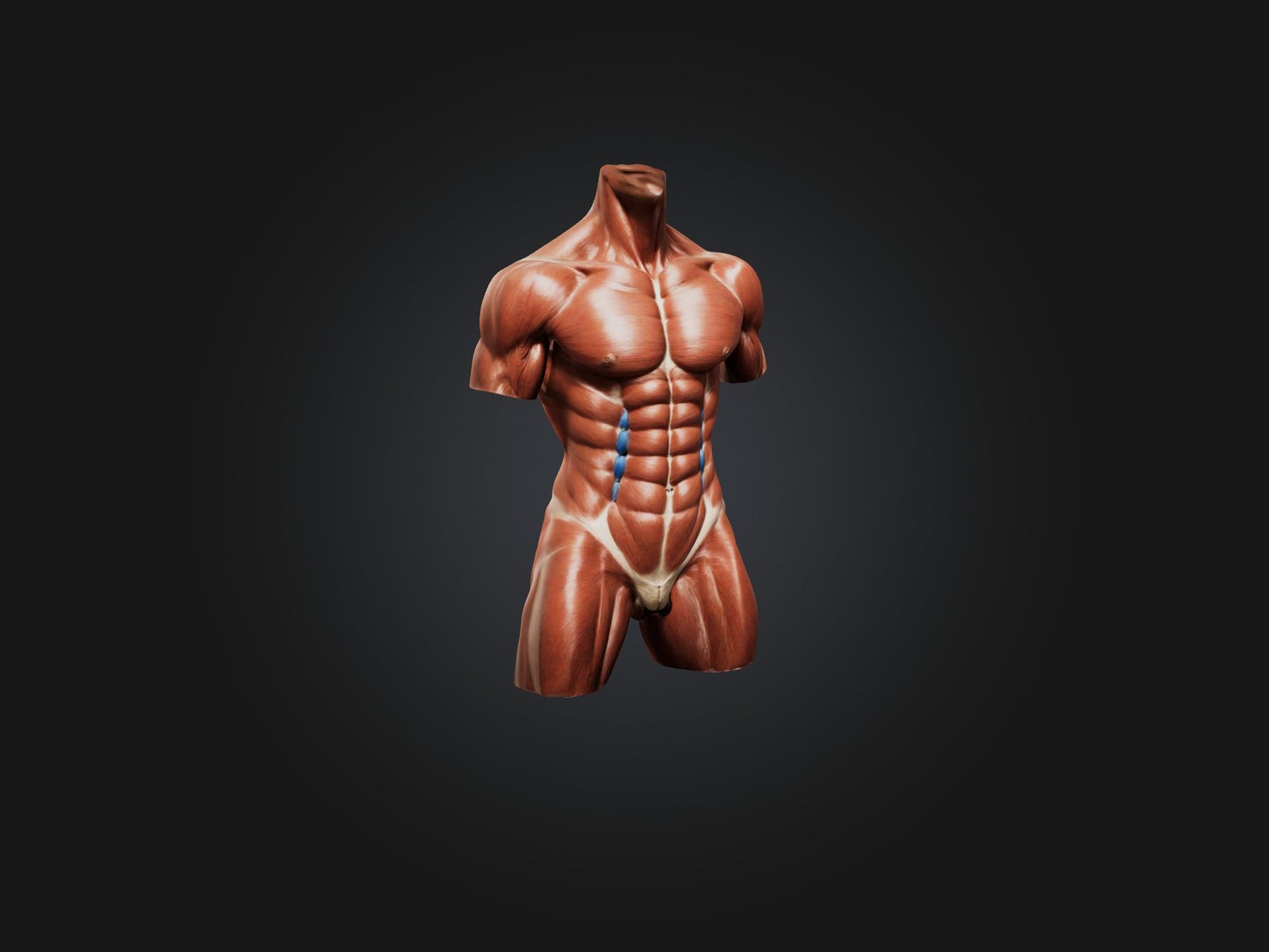 Rectus Abdominis Muscle Mode 3D model