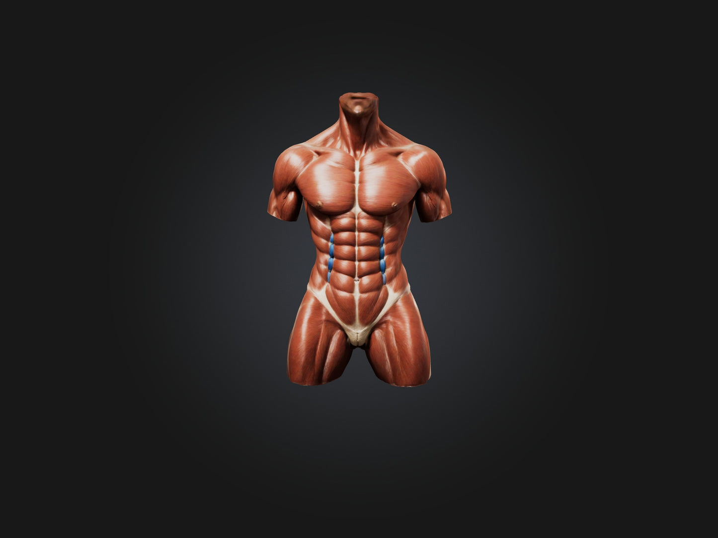 Rectus Abdominis Muscle Mode 3D model