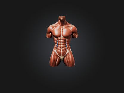 Rectus Abdominis Muscle Mode 3D model