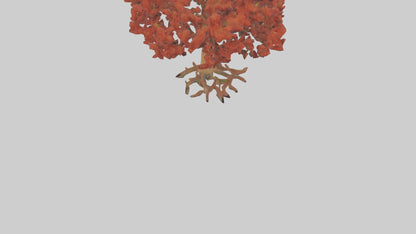 3D model Red Alder tree model VR / AR / low-poly