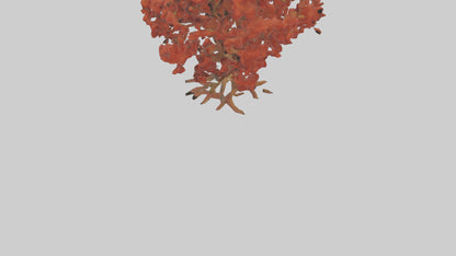 3D model Red Alder tree model VR / AR / low-poly