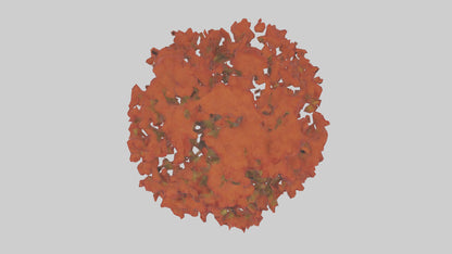 3D model Red Alder tree model VR / AR / low-poly