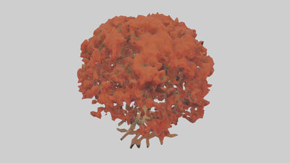 3D model Red Alder tree model VR / AR / low-poly